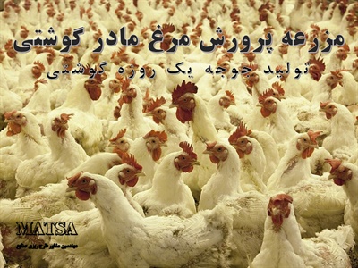 طرح توجیهی مرغ مادر گوشتی
