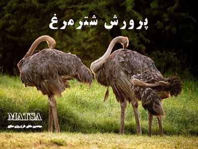 طرح توجیهی پرورش شترمرغ