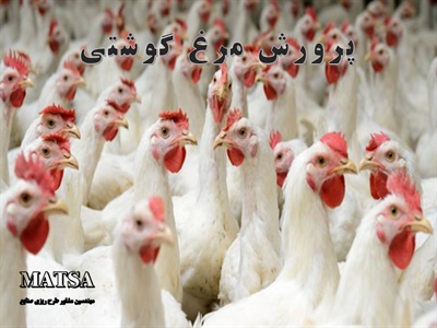 طرح توجیهی مرغ گوشتی