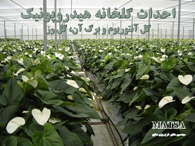 طرح توجیهی گلخانه هیدروپونیک گل آنتوریوم